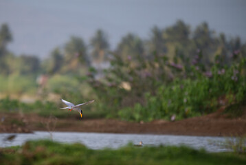 The beautiful, vibrant, graceful River tern soars through the air above a tranquil body of water. The birds wings are spread wide. The background is blurred with blue water and green foliage.