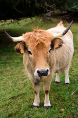 Peque&ntilde;a vaca marr&oacute;n con cuernos en Asturias