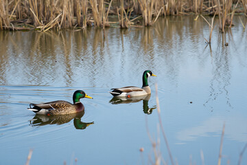 Ducks swimming in a pond with cattails under a clear blue sky