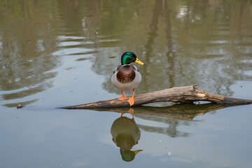 Duck on log in serene pond with sky and trees mirrored