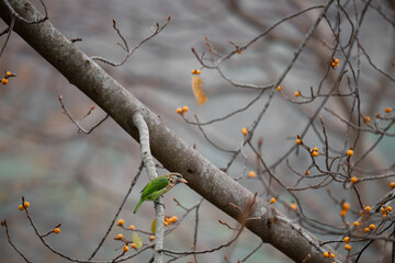 The beautiful, vibrant white checked barbet perched on a branch laden with ripe, yellow fruits. The birds bright plumage contrasts beautifully against the warm, natural tones of the background. 