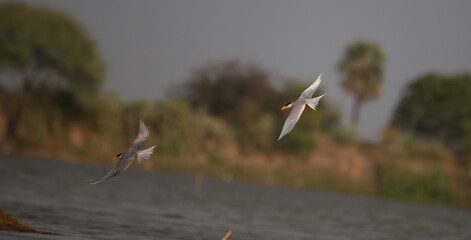 The beautiful, vibrant, graceful  River tern soars through the air above a tranquil body of water. The birds wings are spread wide. The background is blurred with blue water and green foliage.