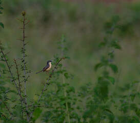 The beautiful ashy prinia perched on a thin branch with a green blurred background. It holding a small piece of insect in its beak.