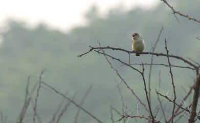 The beautiful, cute, vibrant a fluffy bird perched on a thorny branch. The background is soft, blurred out of focus.