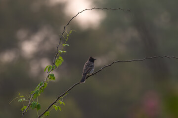 The beautiful Red whiskered bulbul perched on a thorny branch against a light color background.