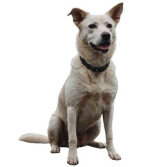 Der treue Begleiter: Hund auf wei&szlig;em Hintergrund. Standing Shiba Inu, isolated on white. Portrait of a white Swiss Shepherd dog sitting on transparent background.