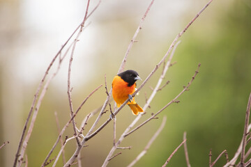 Male Baltimore Oriole in the springtime perched on a tree