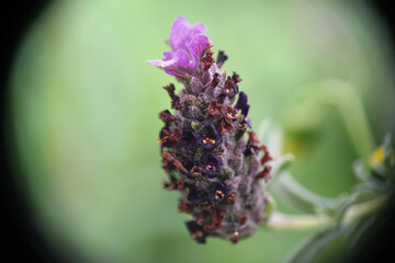 Lavanda