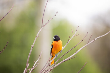 Male Baltimore Oriole in the springtime perched on a tree