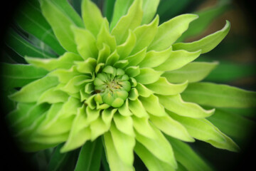 Piante e fiori