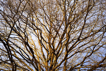 Ramas sin hojas de árbol en invierno