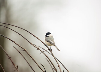Black capped Chickadee on a tree branch in winter