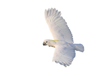 Beautiful Triton Cockatoo parrot flying isolated on transparent background png file