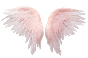 Pastel pink feather angel wings bird white background lightweight.