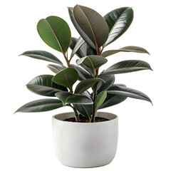 A Rubber Plant with glossy, large, dark green leaves, potted in a modern, matte white pot