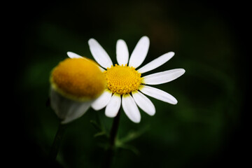 Obraz premium Piante e fiori