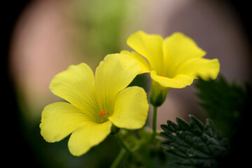 Piante e fiori