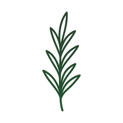 rosemary isolated on white