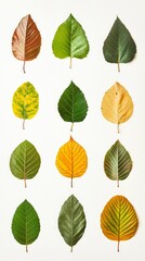 A Stunning Display of Autumnal Leaves in Vibrant Hues. A Collection of Changing Leaves in Nature's Palette. A Visual Symphony of Autumn Colors. A Close-Up View of Nature's Artistic Expression.