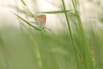farfalla licenide su un fiore in primavera