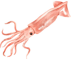 watercolor squid © Je