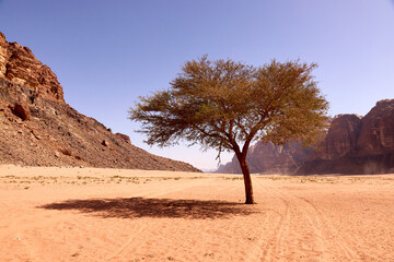 Lone acacia tree in Wadi Rum desert, Jordan. Dramatic red sandstone cliffs and sandy desert landscape under clear blue sky. Natural wilderness scenery.