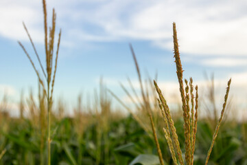 Plantação de milho no estado de Mato Grosso (Brasil)