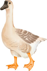 watercolor goose