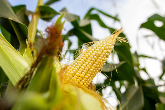 Espiga de milho em planta&ccedil;&atilde;o de milho no estado de Mato Grosso (Brasil)