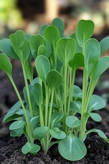 Naklejka premium Young, Vibrant Green Lettuce Plants Flourishing in a Rich Garden Bed, Ready for Harvest.