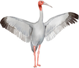 watercolor crane bird