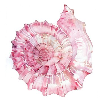 Pink sea shell invertebrate seashell animal.
