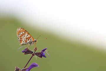 una farfalla melitaea al tramonto su un fiore