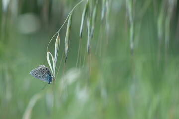 una farfalla licenide al tramonto 