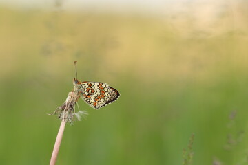 una farfalla melitaea al tramonto su un fiore