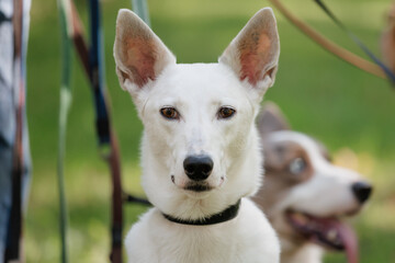 white dog in park on walk with its owner. walking and training of pets during daytime. beautiful white shepherd or Schnauzer on the background of green lawn in a public park. dog friendly, animal care