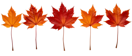 Collection of autumn leaves isolated on transparent or white background, png