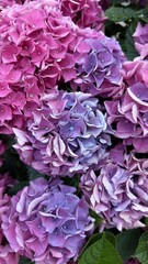 Close-up of Vibrant Hydrangea Flowers: Nature-Inspired Floral Photo Wallpaper