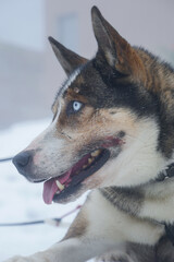 A beautiful husky with captivating blue eyes is resting outdoors in a snowy landscape. Soft snowflakes fall around, creating a serene winter atmosphere.