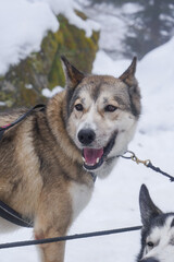 Two playful huskies are posing in a snowy region, surrounded by white snow and rocky terrain. Their joyful expressions showcase their excitement during this outdoor excursion.