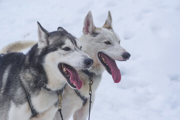 Two huskies stand side by side in a snowy area, tongues out and looking relaxed. The bright white snow contrasts with their fur, creating a serene winter atmosphere.