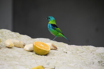 ave  saíra sete cores - Tangara seledon