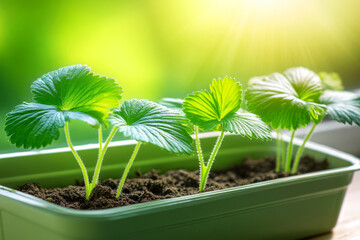 Obraz premium Fresh Green Strawberry Plants Growing in Vibrant Sunlit Indoor Garden Container