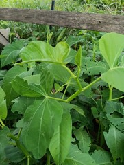 The scientific name Ipomoea is a type of tropical leafy vegetable from the Convolvulaceae family