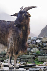 A goat with impressive horns and a thick coat is poised on rocky ground, surrounded by a serene mountainous backdrop during dawn. The soft light enhances the scene's tranquility.