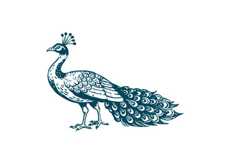 Fototapeta premium vector beautiful watercolor blue peacock .vector cartoon illustration isolated on white background