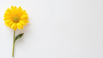 Single yellow flower on white background, space for text, nature, design