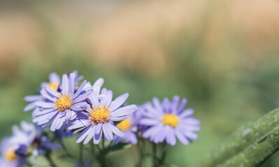 purple daisy flowers in the garden