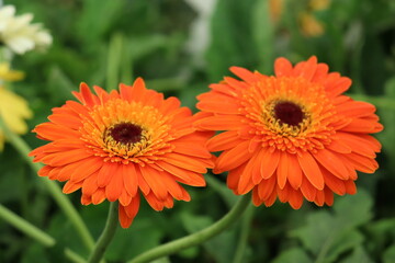orange flower in the garden