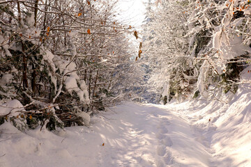 Picturesque hiking trail through forest covered in deep snow leading to Lubań mountain top in...